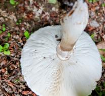Leucocoprinus leucothites