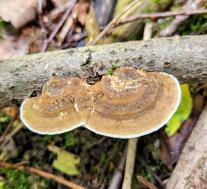 Дедалеопсис бугристый