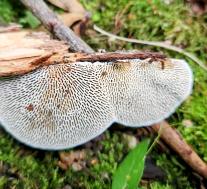 Дедалеопсис бугристый