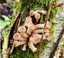 Опёнок северный