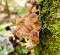 Опёнок северный