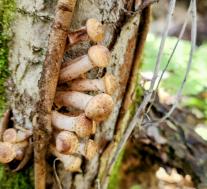 Опёнок северный