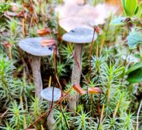 Лисичка горбатая