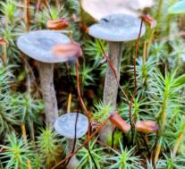 Лисичка горбатая