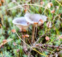 Лисичка горбатая