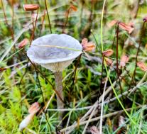 Лисичка горбатая