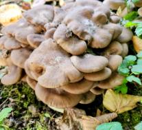 Рядовка скученная