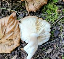 Рядовка скученная