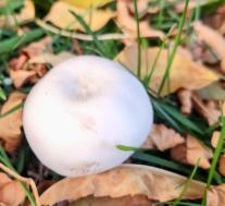 Leucocoprinus leucothites