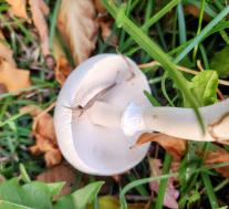 Leucocoprinus leucothites