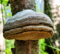 Трутовик настоящий