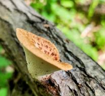 Трутовик клубненосный