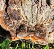 Кориолопсис гальский