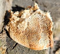 Кориолопсис гальский