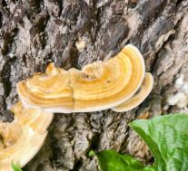 Траметес жёстковолосистый