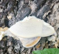 Траметес жёстковолосистый