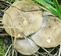 Рядовка скученная