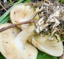 Рядовка скученная