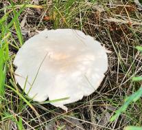 Leucocoprinus leucothites