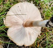 Leucocoprinus leucothites