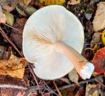 Рядовка частопластинковая