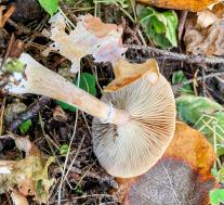 Опёнок луковичноногий