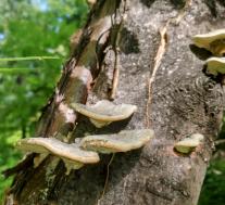 Траметес жёстковолосистый