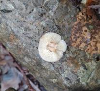 Трутовик зимний