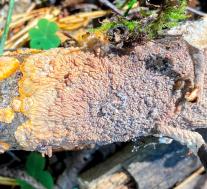 Флебия радиальная