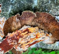 Лензитес берёзовый