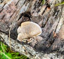 Лензитес берёзовый