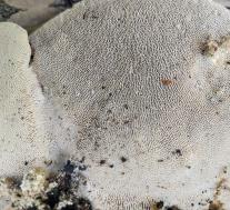 Траметес горбатый