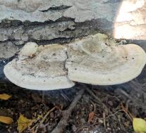 Траметес горбатый