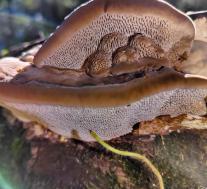 Траметес горбатый