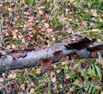 Дедалеопсис трёхцветный