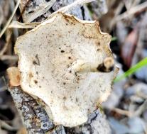 Трутовик изменчивый