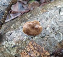 Трутовик зимний