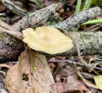 Трутовик изменчивый