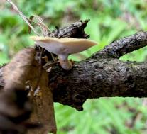 Трутовик изменчивый