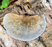 Дедалеопсис северный