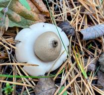 Звездовик бахромчатый