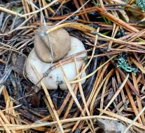 Звездовик бахромчатый