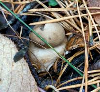 Звездовик бахромчатый