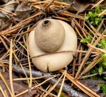 Звездовик бахромчатый