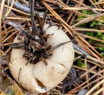 Звездовик бахромчатый