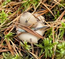 Звездовик бахромчатый