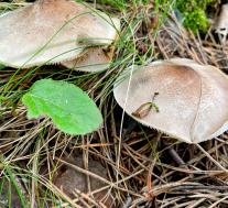 Рядовка резная