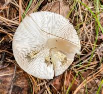 Рядовка резная