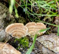 Лензитес берёзовый