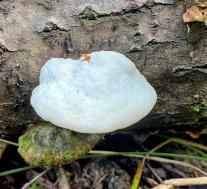 Траметес горбатый